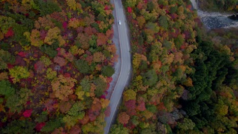 A-top-down-view-by-drone-of-a-car-driving-through-Japanese-Alps-in-Autumn