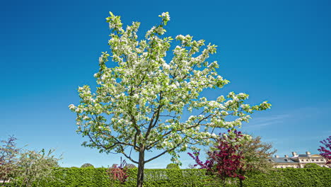 low angle shot of blooming white lilac floral tree on a sunny day in springtime throughout the day in timelapse