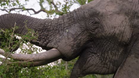 Close-up-of-a-muddy-elephant-using-the-trunk-to-eat-leaves-from-a-leafy-green-African-tree