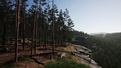 deep scandinavian woods on a late summer evening