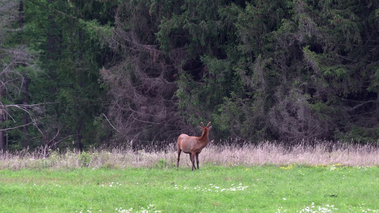 소나무 숲을 배경으로 저녁 햇살에 목초지에서 풀을 뜯고 있는 엘크