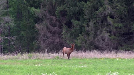 some elk grazing in a pasture in the evening light with the pine forest in the background