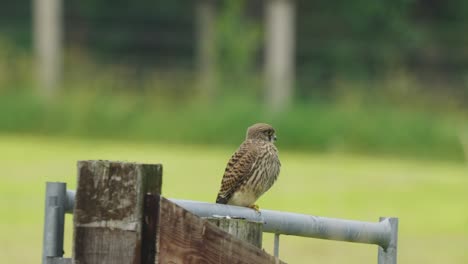 Common-Kestrel-Falcon-Perching-On-A-Metal-Fence-In-Shallow-Depth-Of-Field