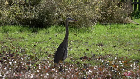 great blue heron standing in field