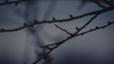 close-up-leafless-tree-brunch-at-fog-in-winter