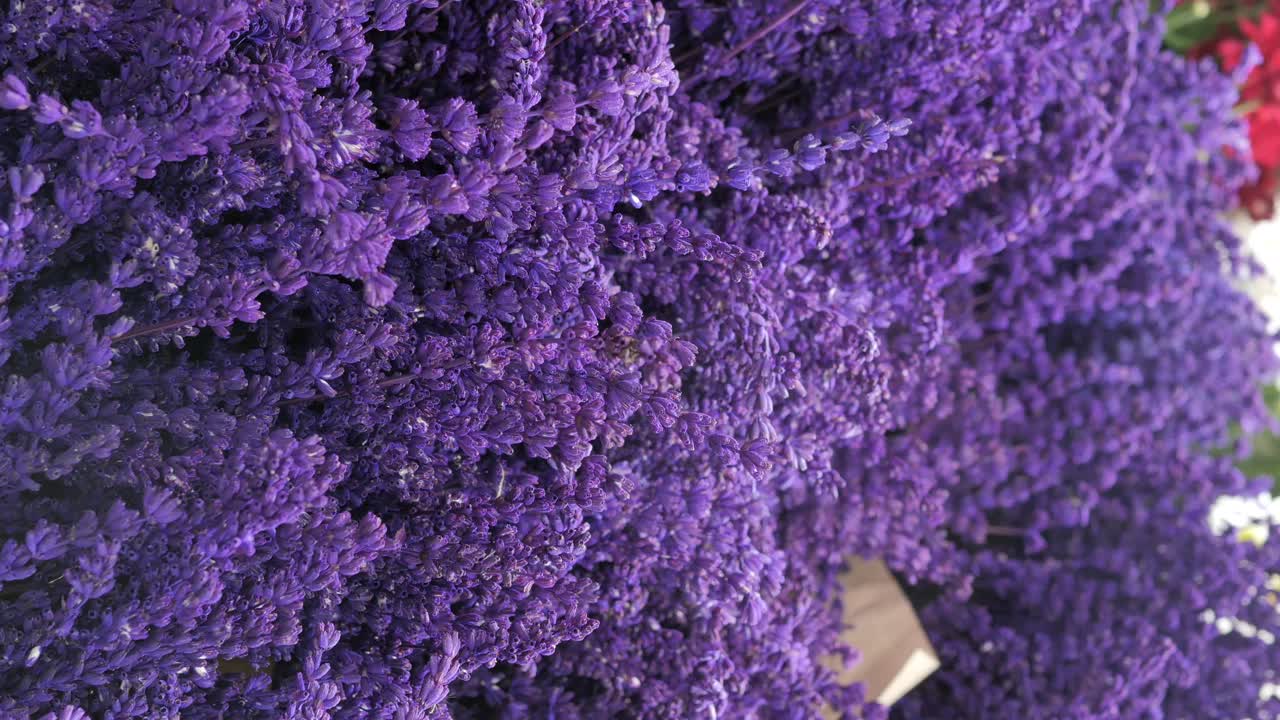Close-up of Lavender Flowers