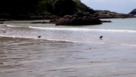 a pair of native oystercatcher red-bill birds walking, wading and feeding on the beach at stunning matai bay on karikari peninsula in new zealand aotearoa. endemic species to nz