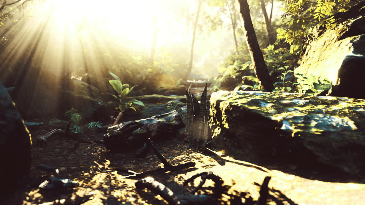 숲을 가로지르는 빛