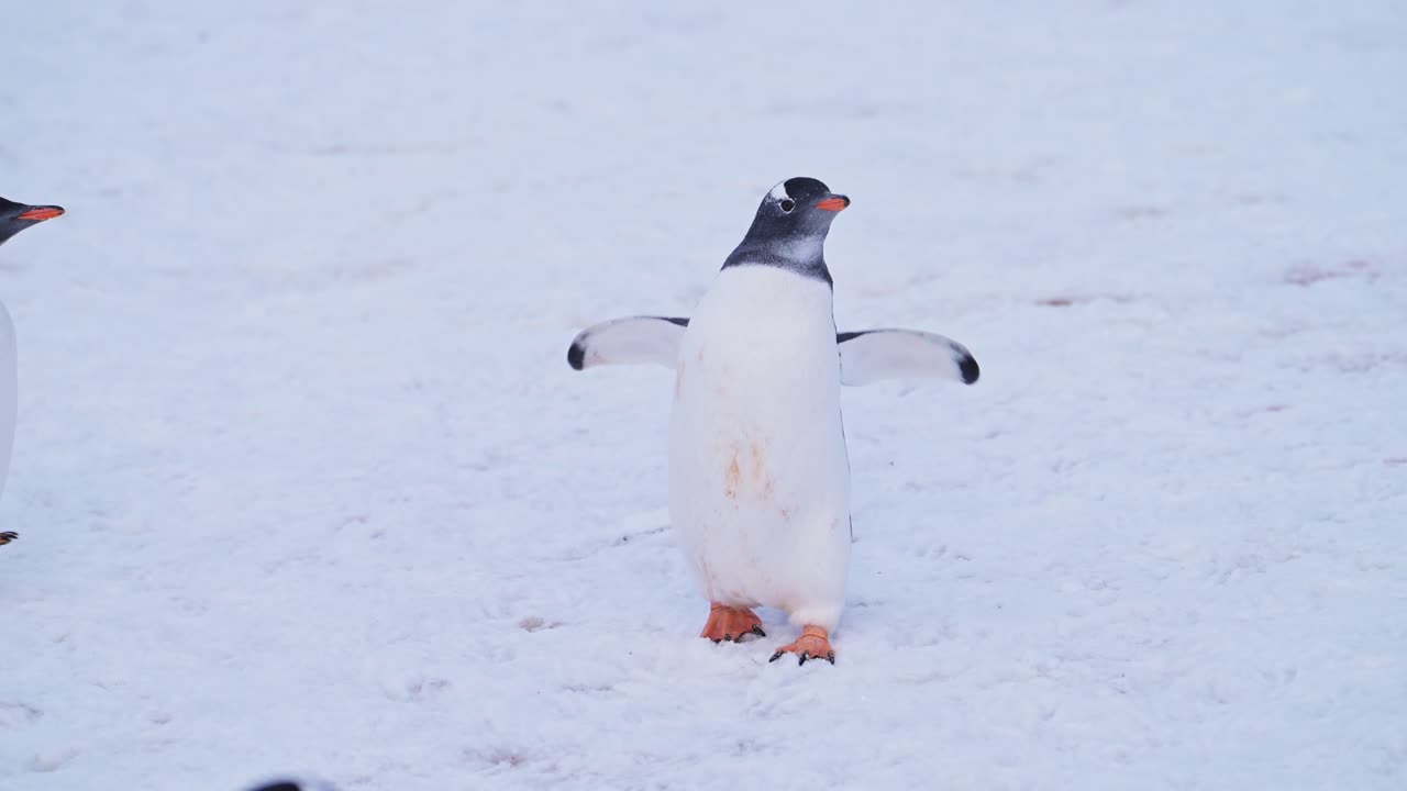 pingüino gracioso caminando en la antártida, movimiento lento chirriando en la nieve en invierno, animales graciosos vistos en la vida silvestre y la naturaleza animal vacaciones en la península antártica