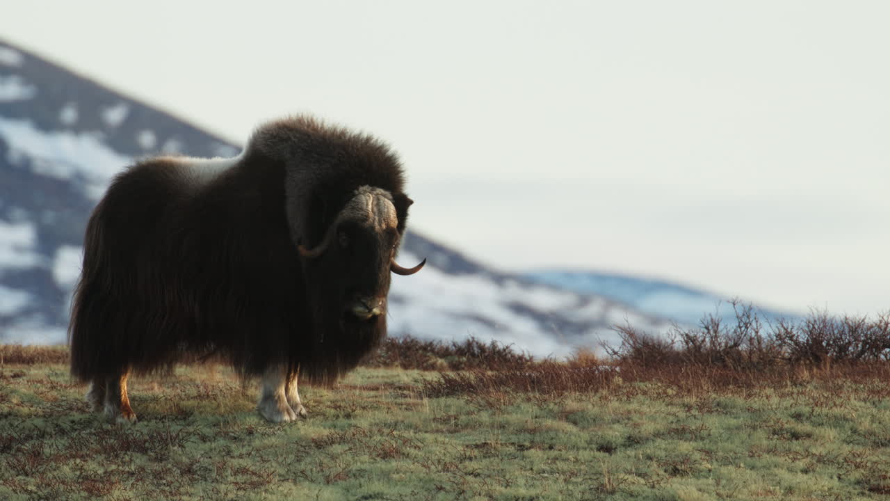 Wide side view of musk oxen turning head looking at camera in Norway sunset