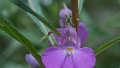 Green-preying-mantis-waiting-for-prey-sitting-on-a-purple-flower