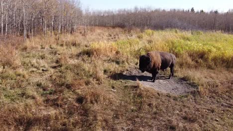 bubalus bubalis conocido por su rápida procreación en las llanuras del salvaje oeste cuando el bisonte búfalo de agua escénica vista panorámica aérea de 180 grados se alejó de la manada para tomar un refrescante baño de arena cow1-3