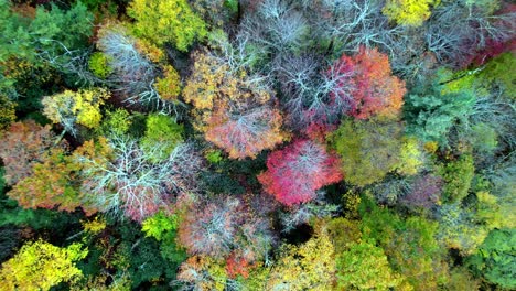 empuje aéreo hacia las copas de los árboles en otoño cerca de boone y blowing rock nc, carolina del norte