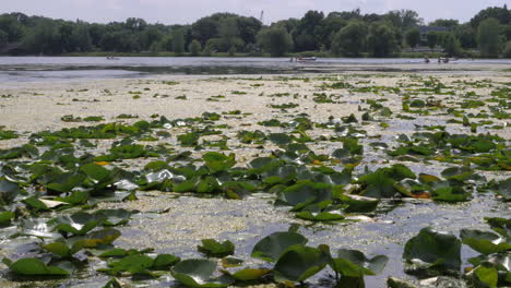 Lily-Pads-Blowing-In-The-Wind-On-Urban-Lake