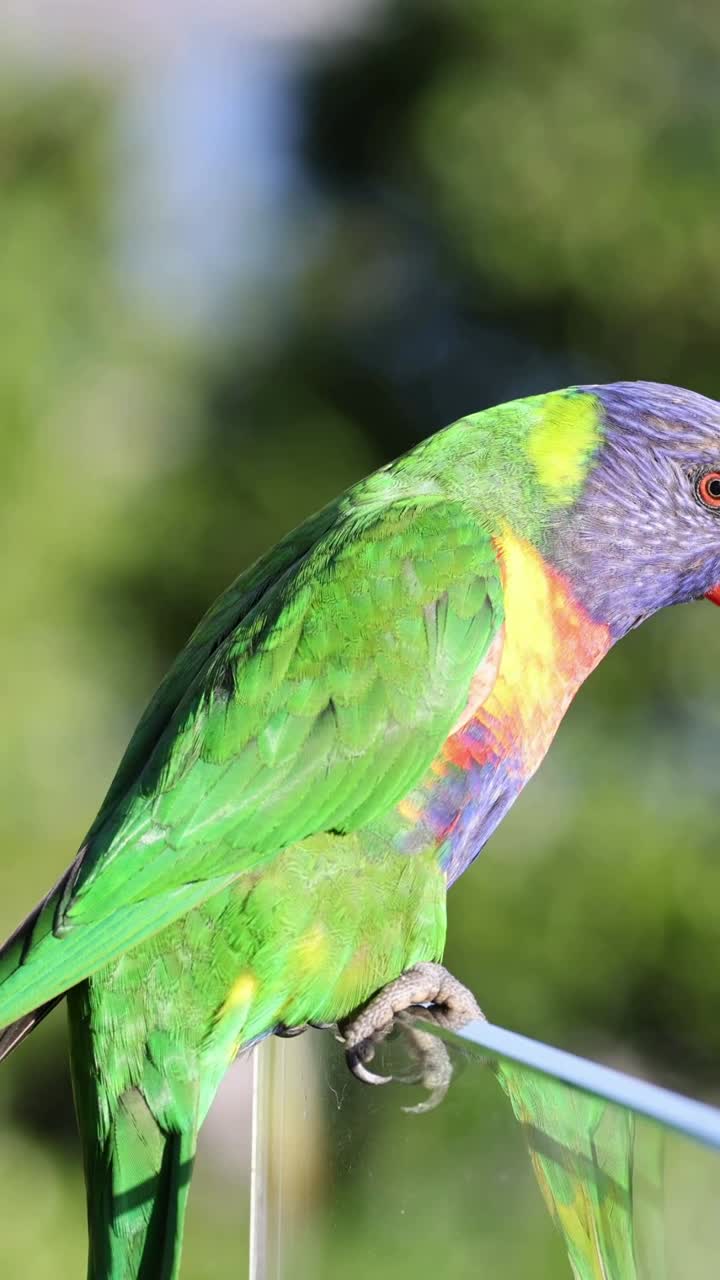 환경과 상호 작용하는 활기찬 무새