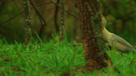 Whistling-Heron-Walking-Gracefully-Across-a-Forest-Landscape