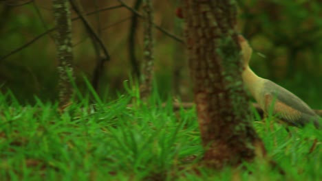 una garza silbante caminando con gracia a través de un paisaje forestal