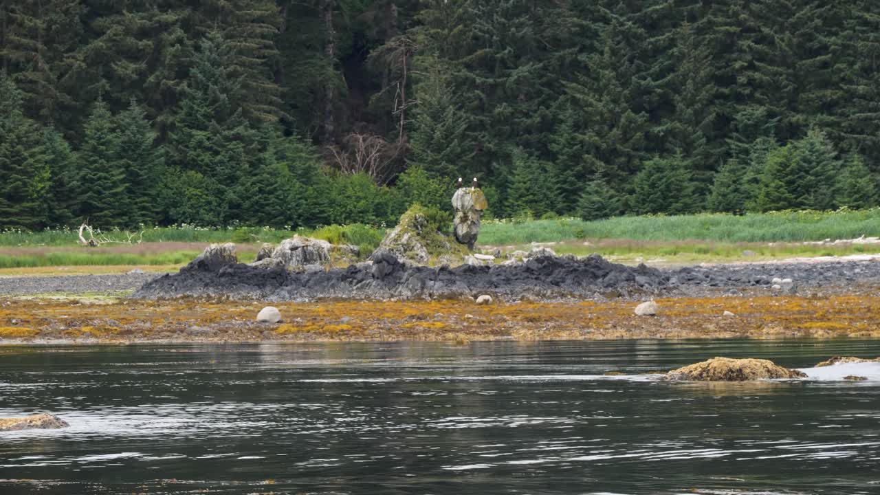 Due aquile calve che riposano su una pietra, Sitka, Alaska.