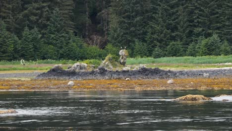 two bald eagles resting on a stone, sitka, alaska.