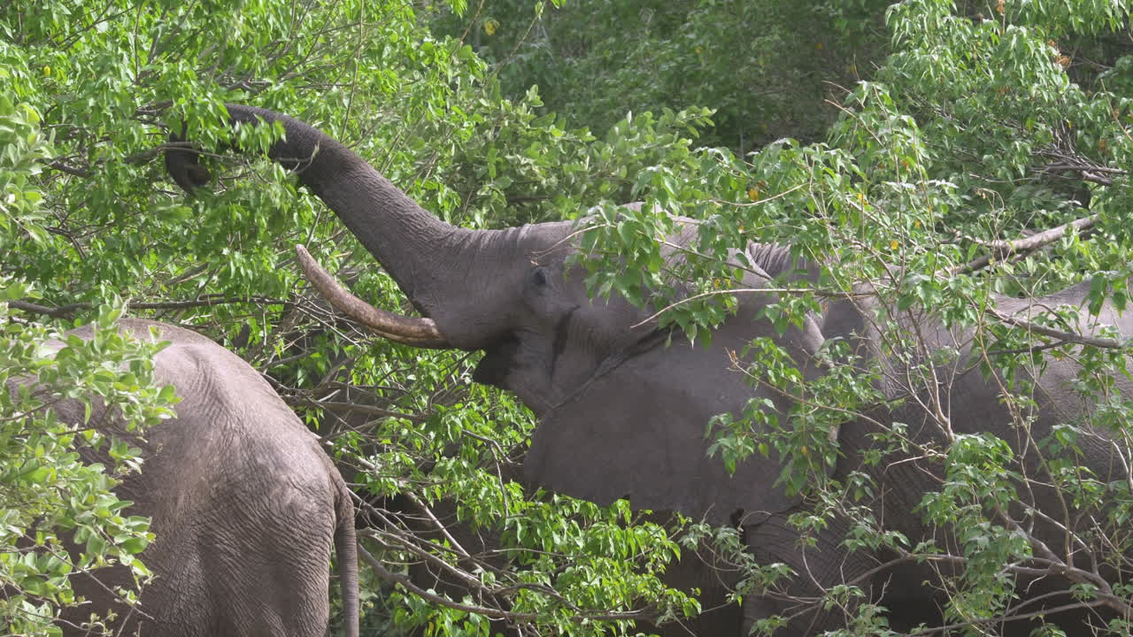 tiro apretado de elefantes africanos de sabana comiendo hojas de un árbol en botswana áfrica