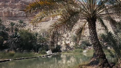 wadi bani khalid, oman: spectacular desert oasis with emerald pools and rugged beauty