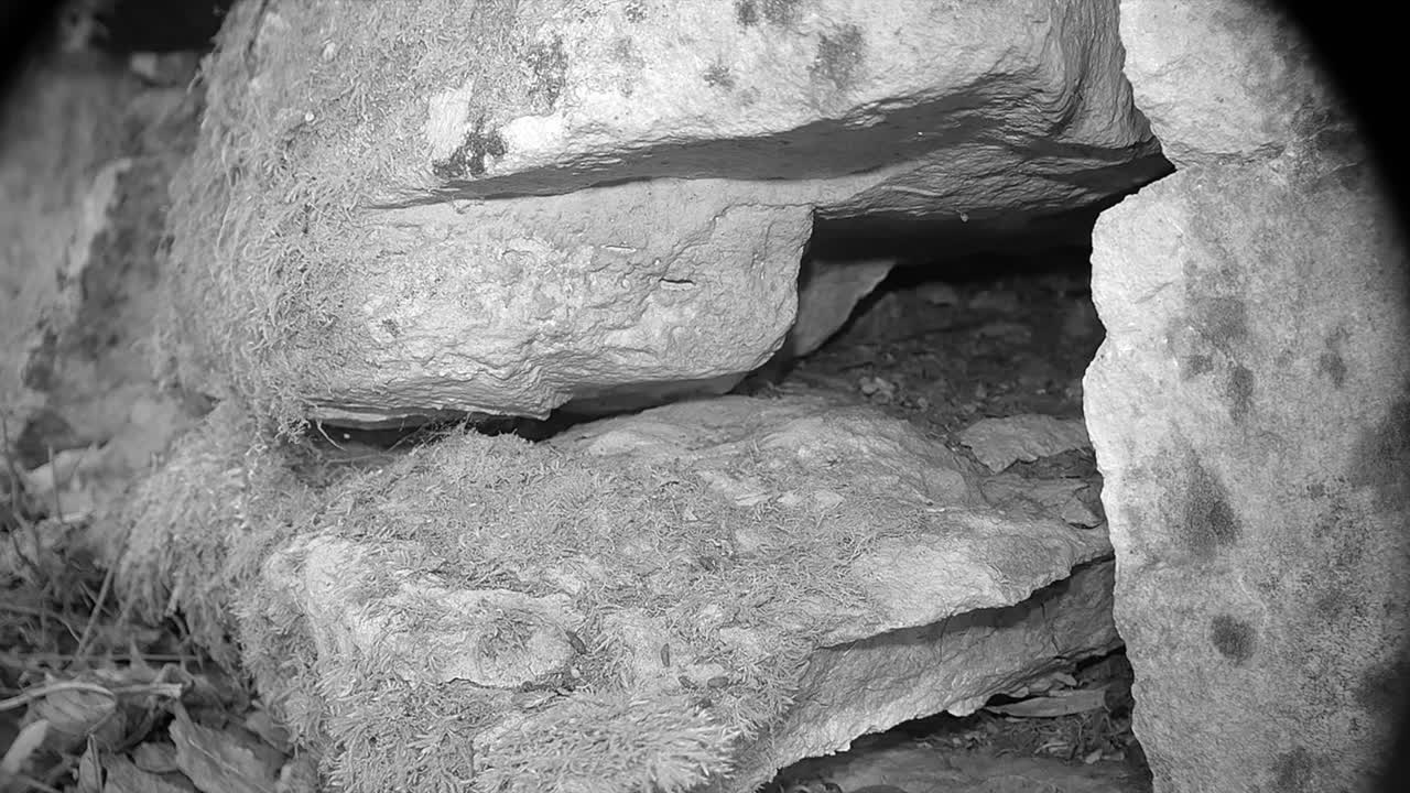 Bank vole (Clethrionomys glareolus) going back to hide between the stones of a stone wall. Saaremaa, Estonia.