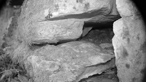 bank vole (clethrionomys glareolus) going back to hide between the stones of a stone wall. saaremaa, estonia.