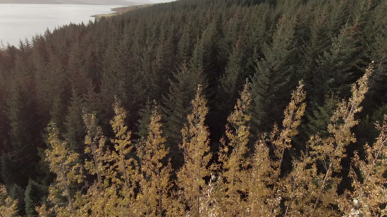 hermosos árboles de otoño con color amarillo y verde