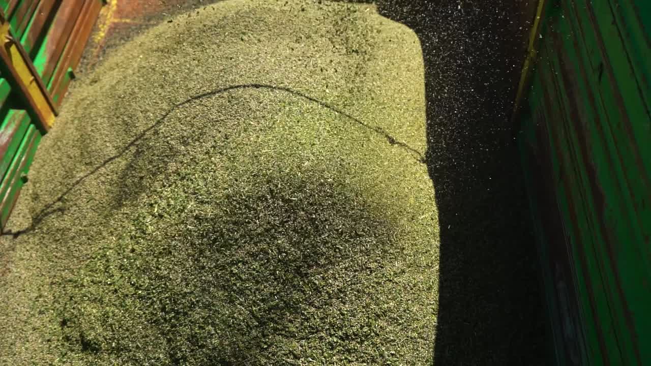 농업 분야에서 대마초 sativa 식물에서 트랙터 하역 대마 씨앗을 결합