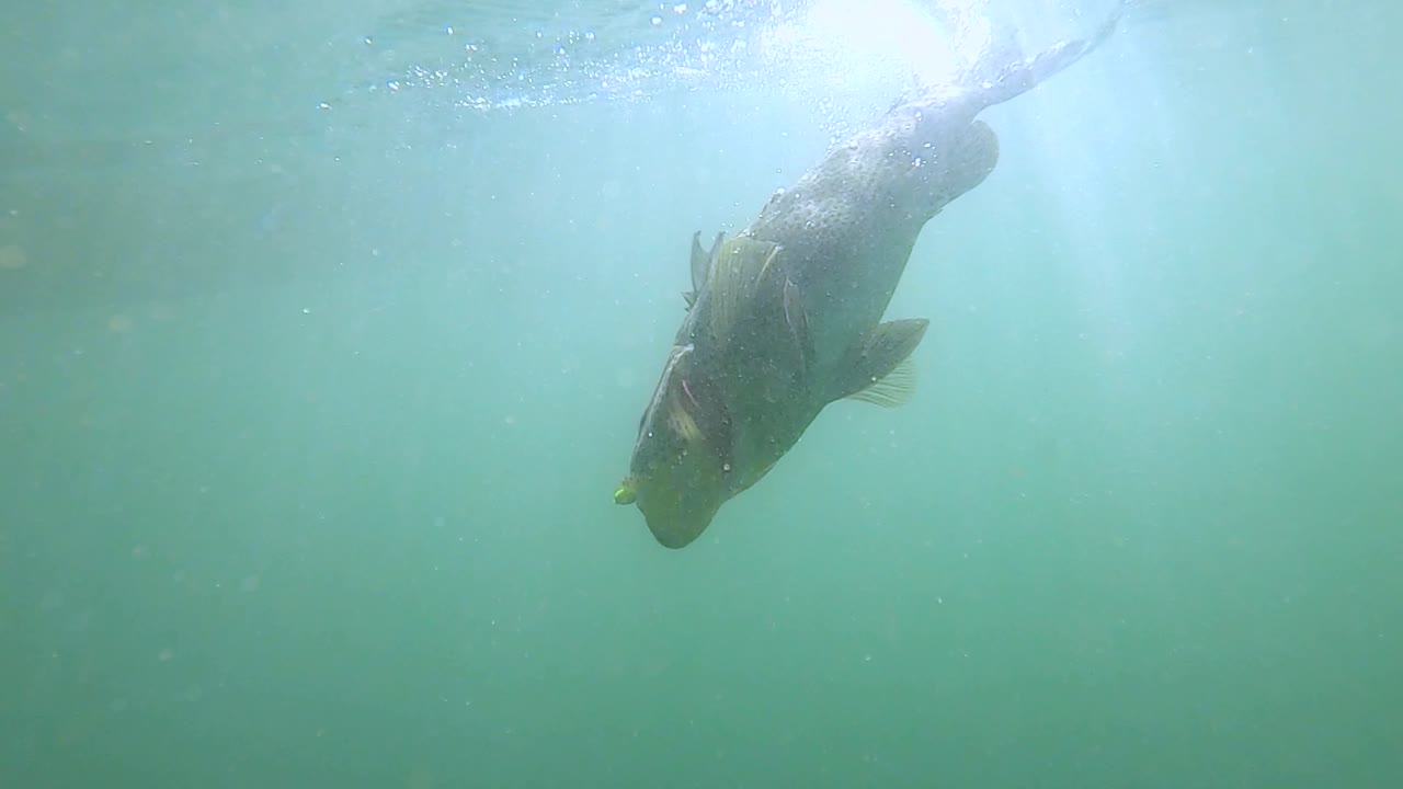 어두운 바다 물 표면 에 끌려온 양머리 물고기