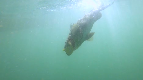 peces de cabeza de oveja arrastrados a la superficie del agua turbia del océano