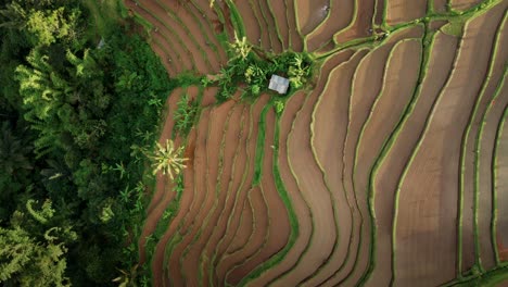 Vista-Aérea-De-Los-Campos-De-Terrazas-De-Arroz-Con-Palmeras-En-Bali,-Indonesia