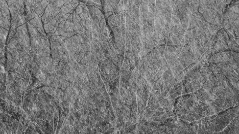 static shot of leafless trees during snow storm