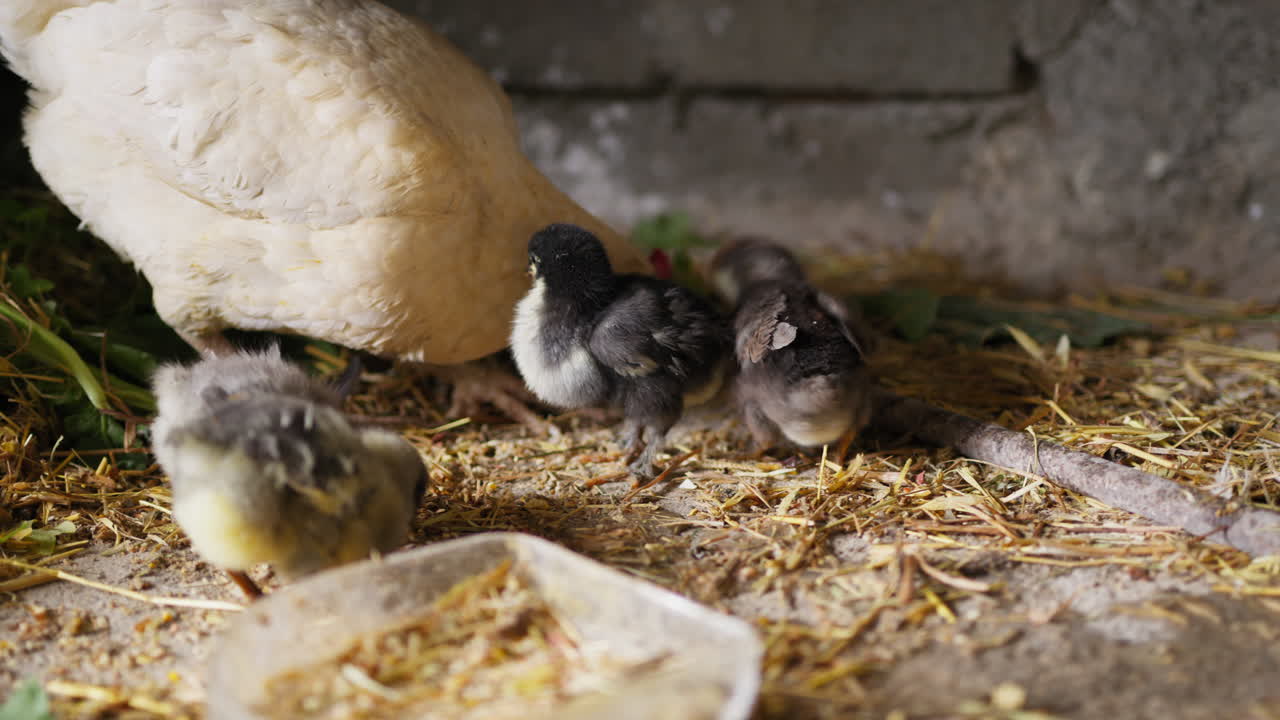 Một con gà mái cho những chú gà con mới nở ăn vào dịp lễ Phục Sinh