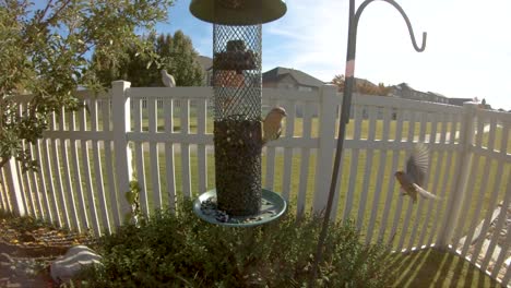 male house finches flying in slow motion and feeding from a back yard feeder