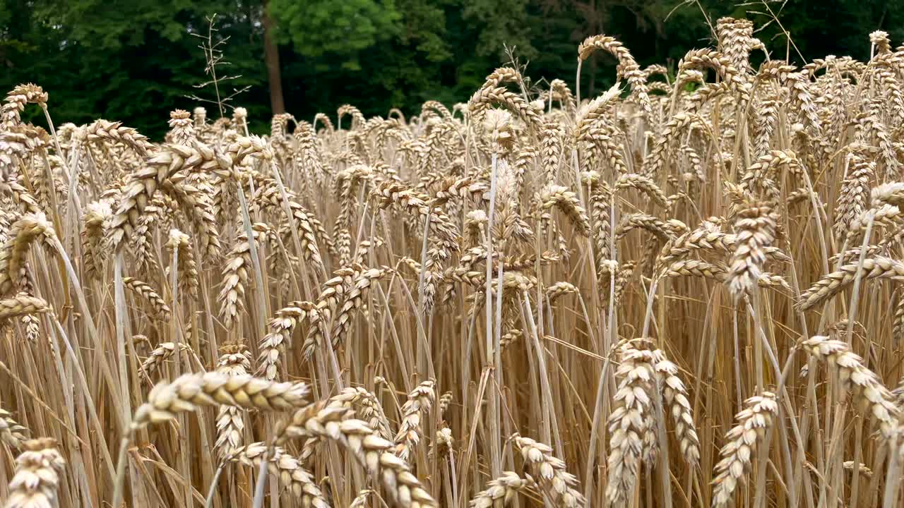 toma panorámica de trigo dorado o campo de maíz en el desierto, toma de primer plano en la granja - toma cinematográfica de un camión