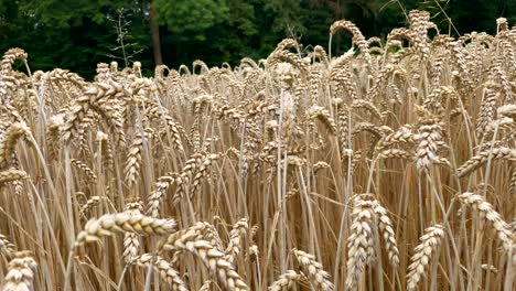 panning shot of golden wheat or corn field in wilderness,close up shot on farm - cinematic truck shot