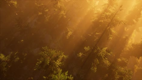 aerial sunrays in forest with fog