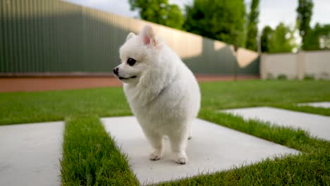 close-up of small white pomeranian dog standing on the tile. backyard.