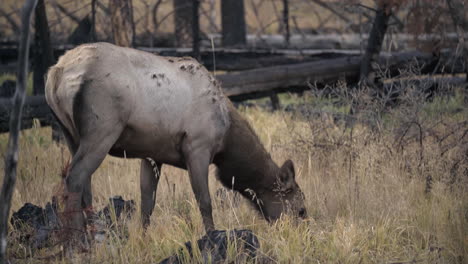 Tight-on-cow-elk-eating-on-overcast-day-in-Rocky-Mountain-National-Park,-4K