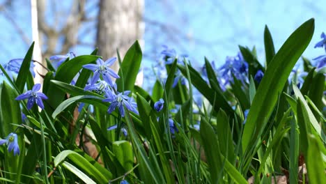 Nahaufnahme-Der-Blauen-Scilla-Blume