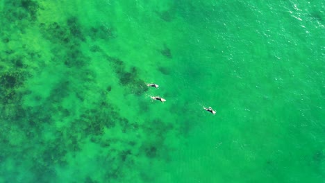 Vista-Aérea-De-Drones-De-Tres-Surfistas-Remando-Sobre-Tableros-De-Canales-De-Arena-De-Arrecife-Oceánico-Traje-De-Neopreno-Surf-Wamberal-Costa-Central-Nsw-Australia-4k