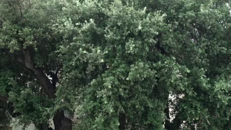 rain pouring in front of a green wild olive tree