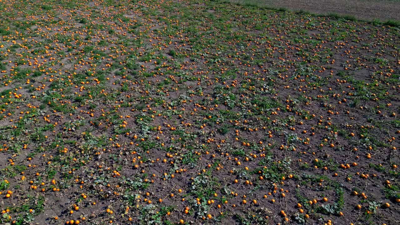 vastas tierras de cultivo con campos de calabaza durante la temporada de cosecha