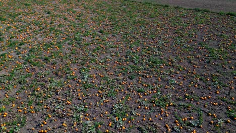 vastas tierras de cultivo con campos de calabaza durante la temporada de cosecha