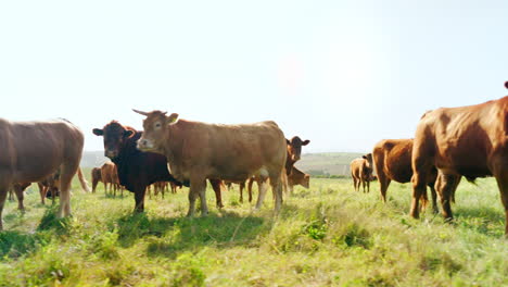 Farm,-nature-and-cow-field-in-countryside