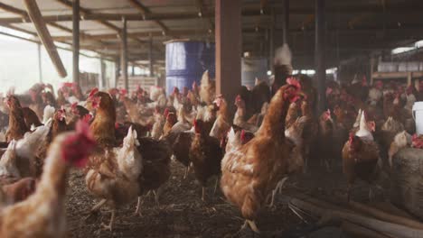 close up of a flock of chickens on farm