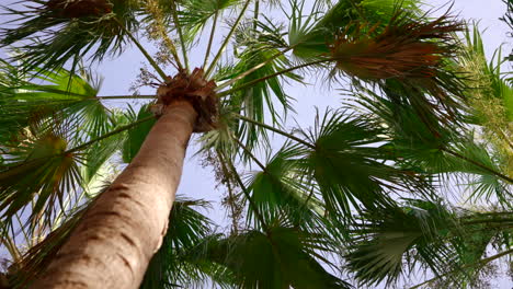 Palm trees backlit against blue sky with long sharp leafs sprawling up at end of trunk in the air