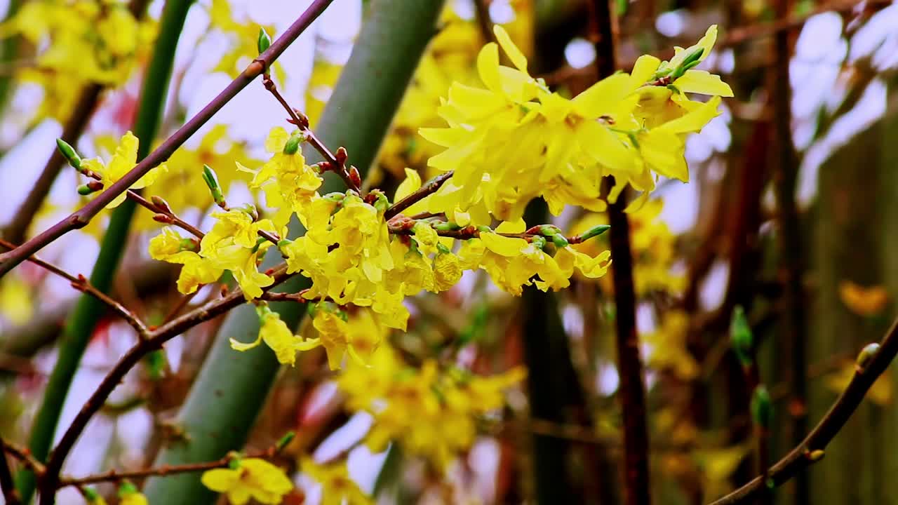 ดอกฟอร์ซายเทียสีเหลืองเบ่งบานในฤดูใบไม้ผลิ