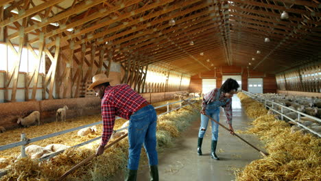 agricoltori afroamericani donna e uomo che puliscono il fieno con i rastrelli e parlano nella stalla con il gregge di pecore